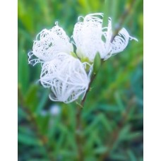 Melaleuca thymifolia White Lace 1 Native Plants Shrubs Honey Myrtle